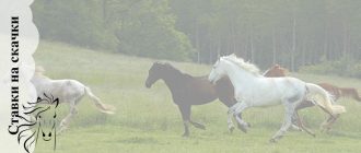 Все про ставки на лошадиные скачки