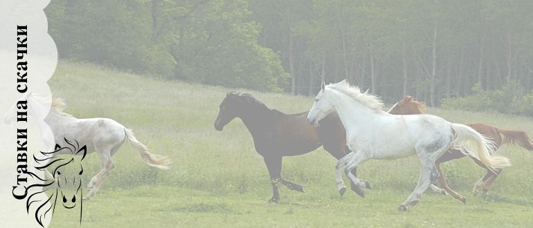 Все про ставки на лошадиные скачки