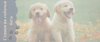 Онлайн ставки на собачьи бега