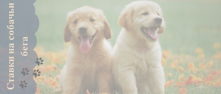 Онлайн ставки на собачьи бега